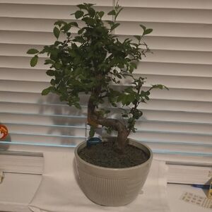 Potted Bonsai Tree in Cream Planter